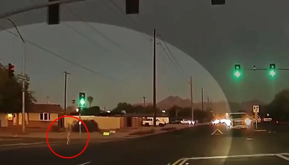 Des images de Dashcam ont capturé le tout-petit courant sur la route