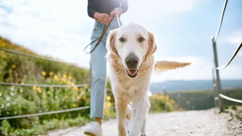 Une jeune femme marche son chien à California Park