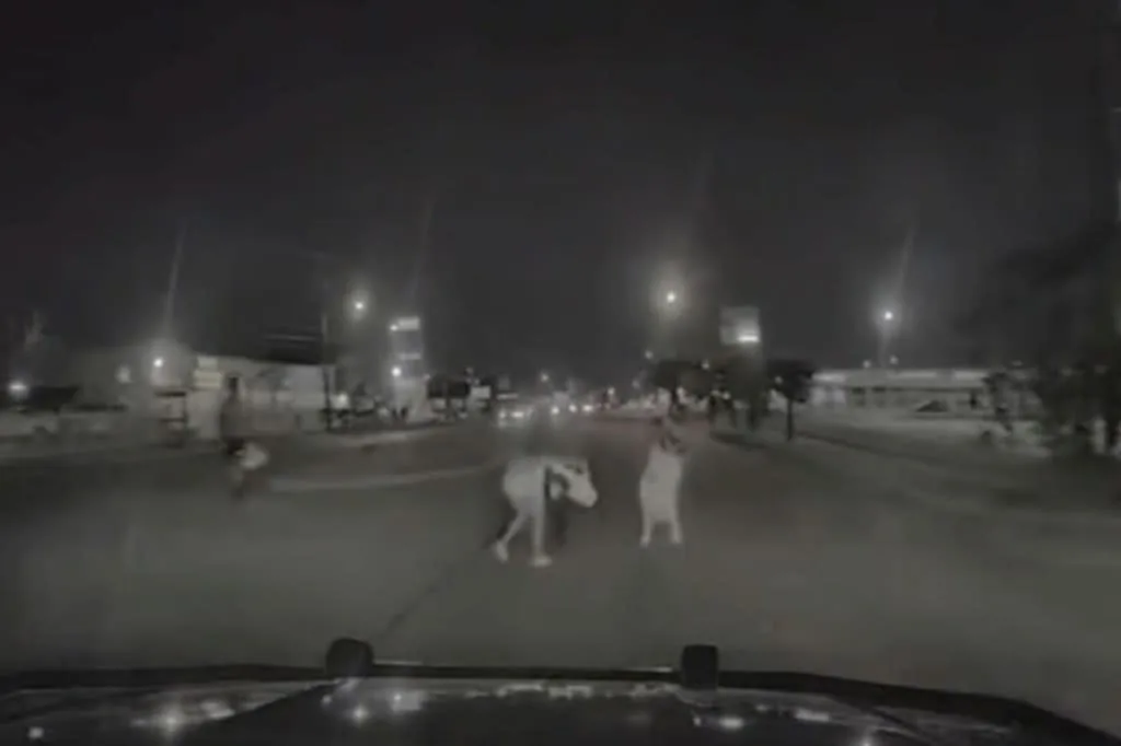 Une vidéo de dashcam récemment publiée montre Desire Pool, 41 ans, heurtée et tuée par le véhicule de police de Houston alors qu'elle traversait la rue avec son fils et sa fille vers 22 heures le 19 septembre. ABC13