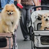 Buddy et Benny à une fête folklorique : la gauche ne veut plus voir de telles images à la foire de Menden Pentecôte. Festival du village Harper 2024